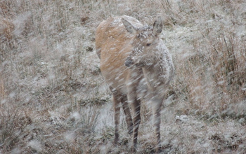 Red deer on Scotland's Isle of Rum, where scientists are studying precipitation change effects.